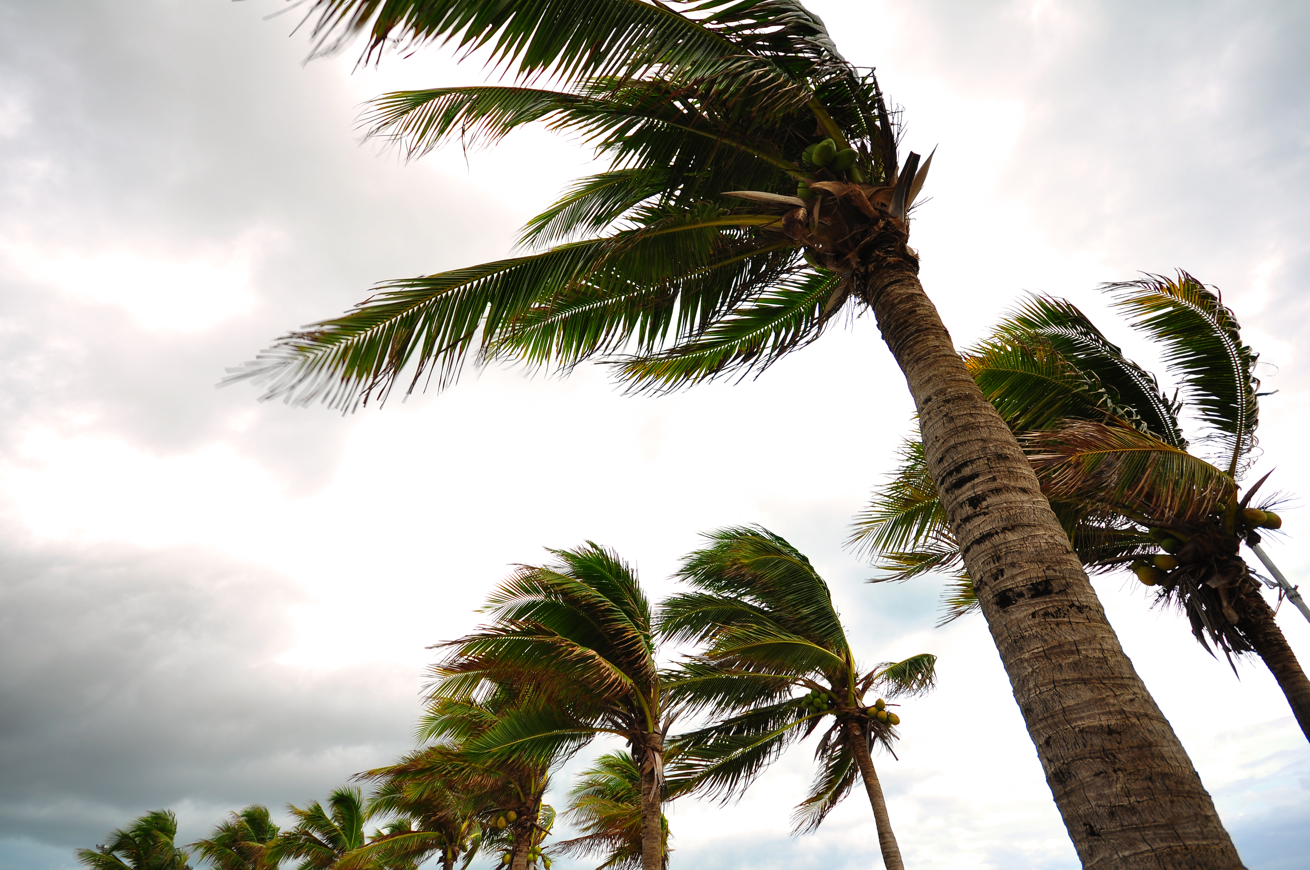 Flood_PalmTrees_Resiliency