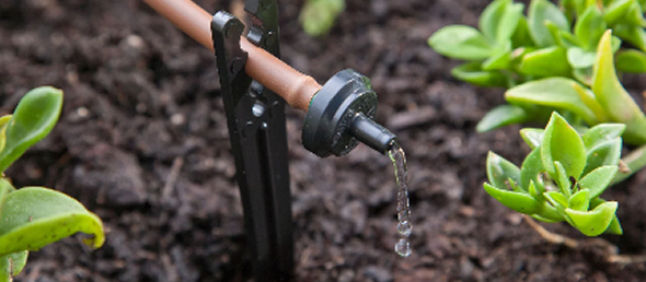 irrigation