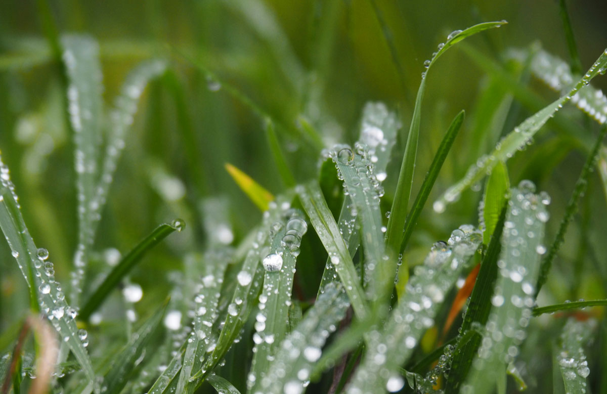 rain on grass